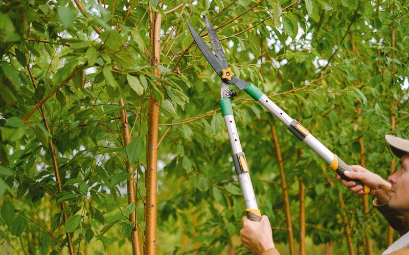 Tree trimming in Waterloo, IA